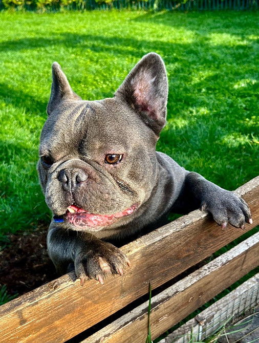 Французький бульдог хлопчик Полтава - зображення 4