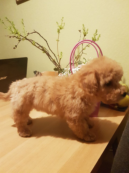 Мальтипу Девочка карамель бебифейс Веселая игривая смышленая, красивая Киев - изображение 7