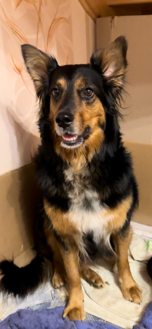 Віддам у добрі руки цуценят Білогородка - зображення 3