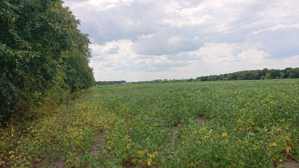 Продається земельна ділянка в мальовничому селі Пилипа! Белая Церковь - изображение 3