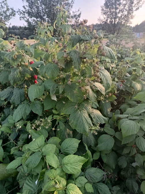 Саджанці малини ремонтантної Луцьк - зображення 3