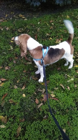 Терміново продам собаку породи Бігль (дівчинка) 4 роки. Кривой Рог - изображение 4