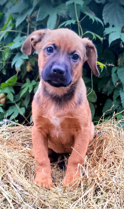 Щенки метисы(овчарки и стаффа) Харків - зображення 3