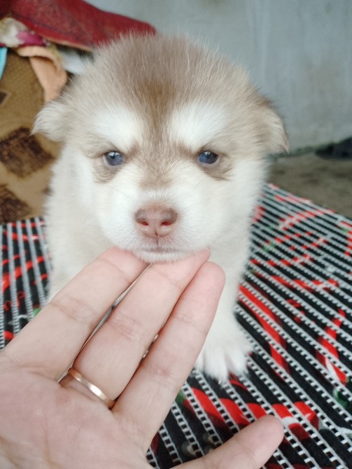 Дівчинка Помскі F1 Львов - изображение 5