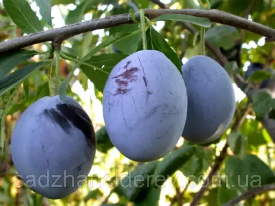 Продам саджанці слив Сквира