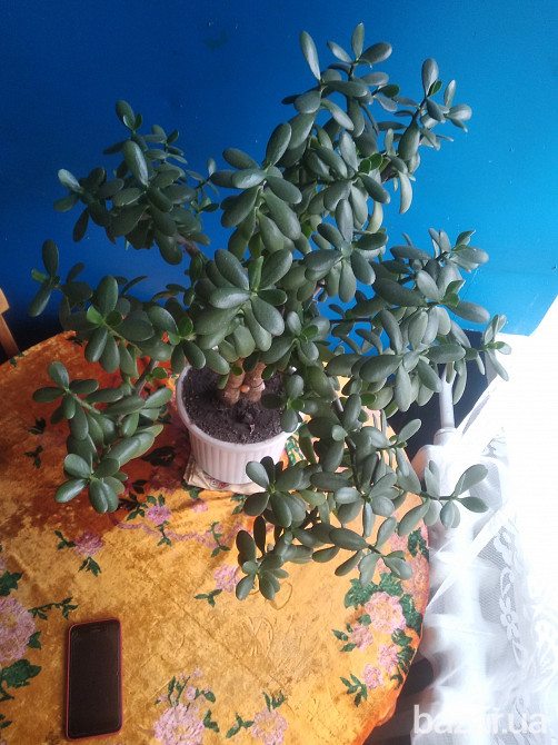 Продам комнатный вазон. Житомир - зображення 2