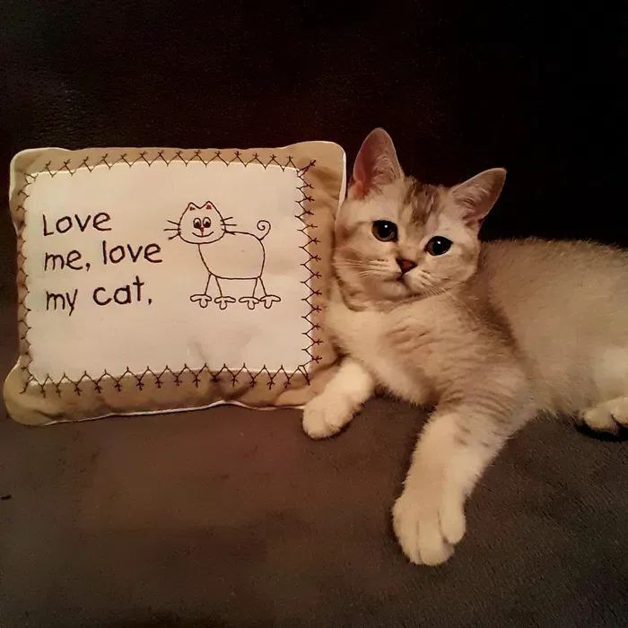 Вінниця.Продаються кошенята Шотландець-голубе ********* сяйво Вінниця - зображення 1