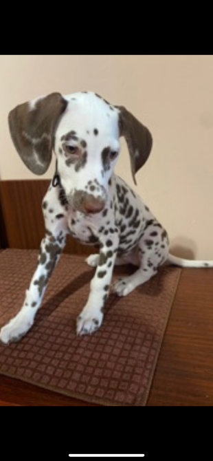 Далматин чистокровний Подгайцы - изображение 1