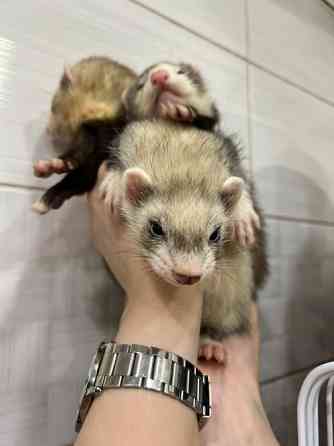 Хорек, Фретка, декоративні ручні тхоренята Киев