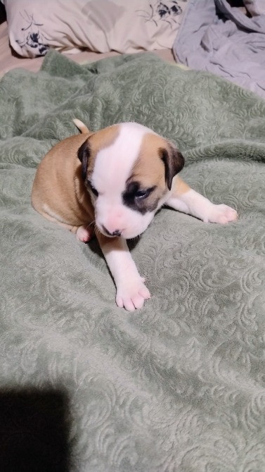 Цуцики американського стаффорширського тер'єра недорого Запорожье - изображение 12