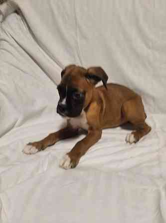 Цуценята боксера 20.10.2025 Киев