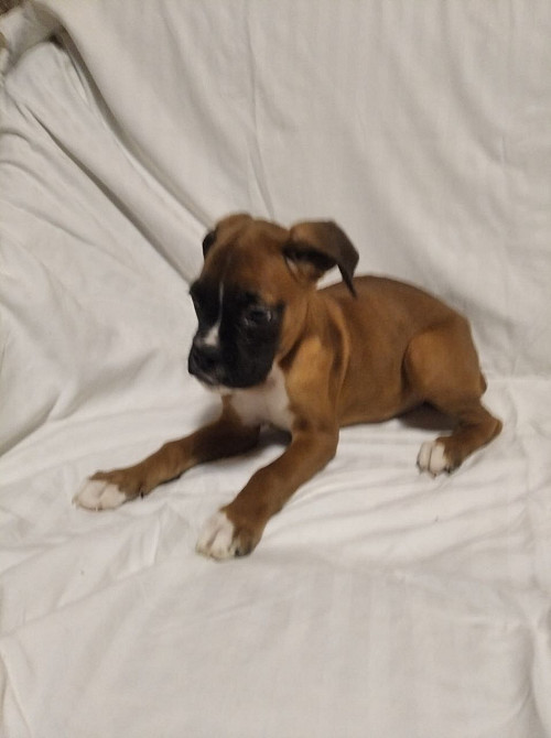 Цуценята боксера 20.10.2025 Киев - изображение 6