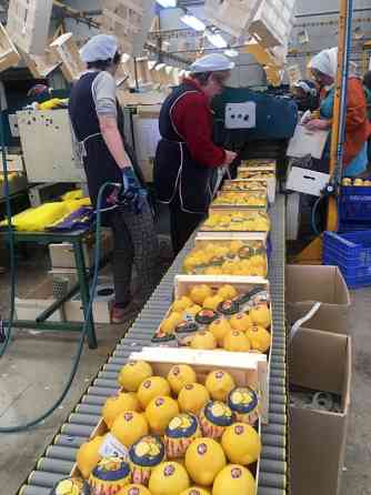 Продаем лимоны Киев