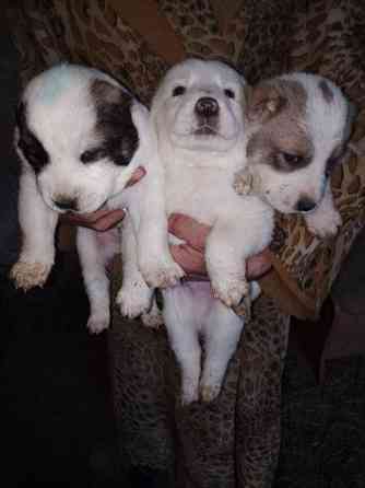 Продам щенков Алабая Кропивницкий