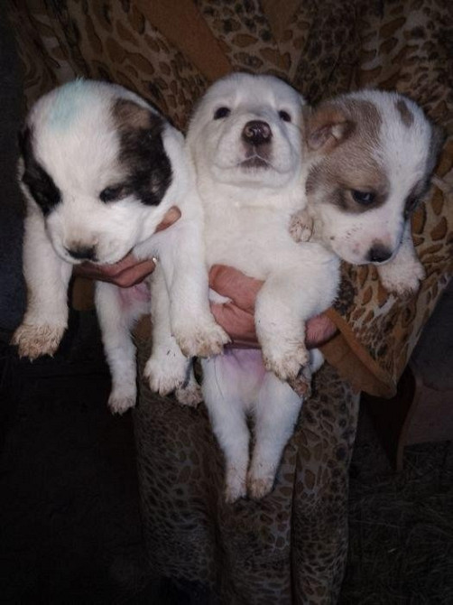 Продам щенков Алабая Кропивницкий - изображение 1