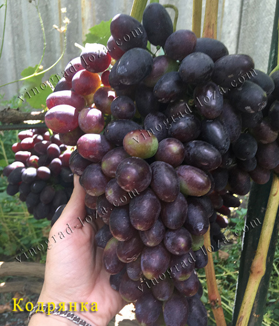 Саджанці Винограду (РОЗПРОДАЖ) Харків - зображення 5