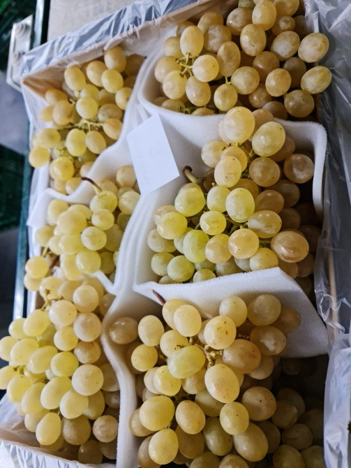 Продаем виноград Киев - изображение 1