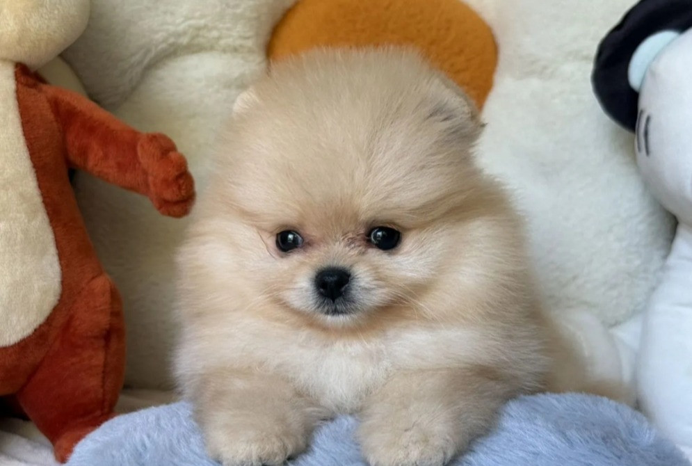 Шпиц мини Мишка Київ - зображення 5