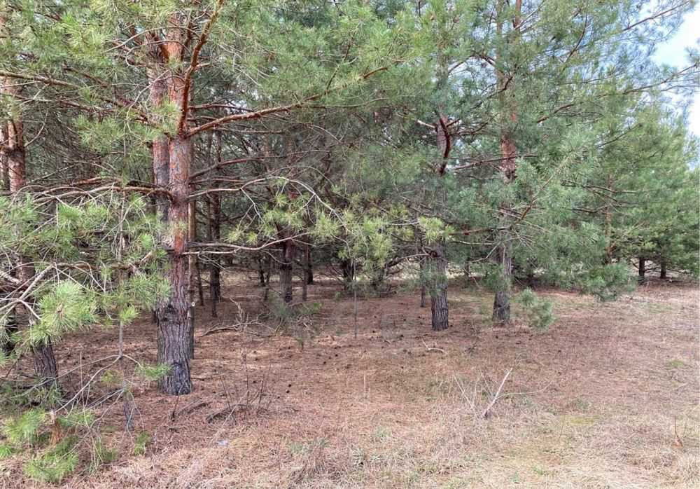 продажа участок под жилую застройку Макаровский, Севериновка, 126500 $  - изображение 4