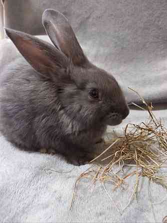 Найкращий кролик Нюша Житомир