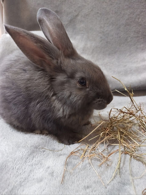 Найкращий кролик Нюша Житомир - зображення 5