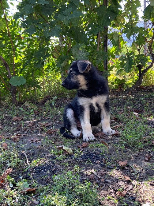 Продам щенков ВЕО Восточно европейской овчарки Одеса - зображення 9