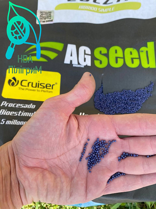 насіння ріпаку озимого під різні технології Вінниця - зображення 3