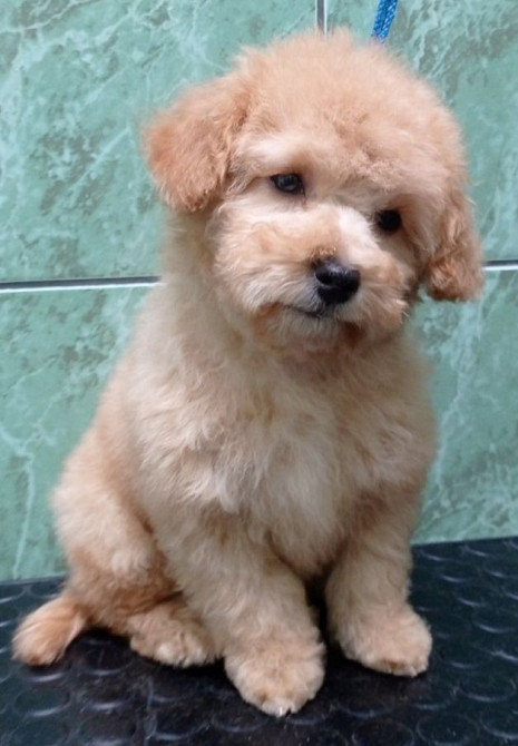 Мальтипу Девочка карамель бебифейс Веселая игривая смышленая, красивая Киев - изображение 3