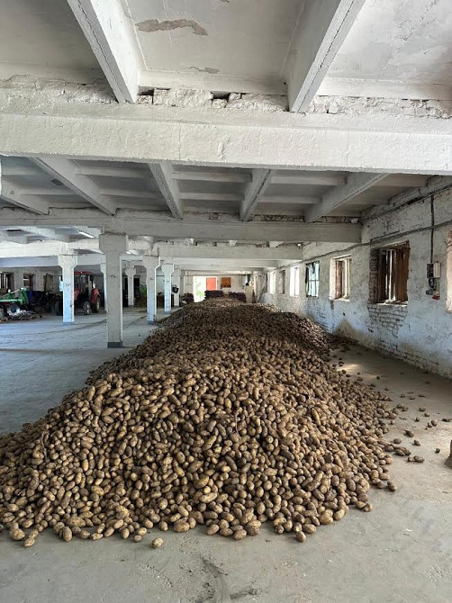 Посадкова картопля Житомир - изображение 1