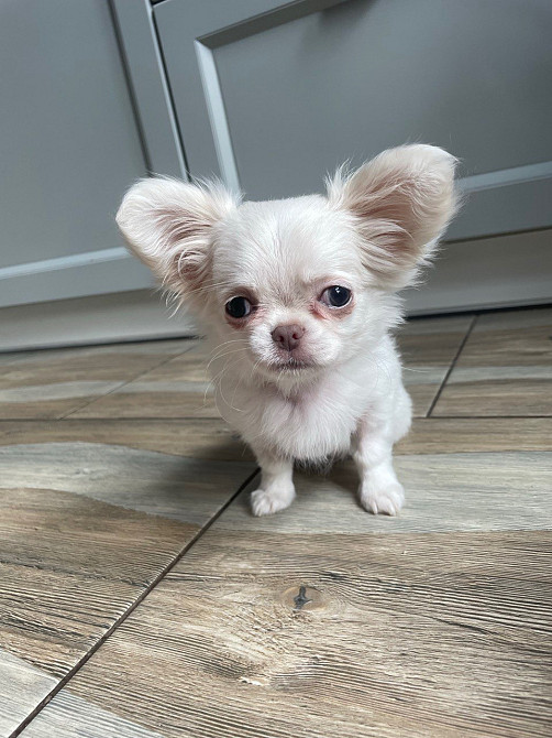 Прекрасна дівчинка чихуахуа, Львiв Львов - изображение 1