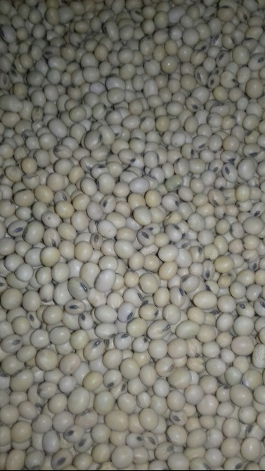 насіння сої "S04D3". під Раундап. надстійка до стресових умов+ відео Умань - изображение 2