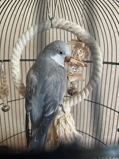 Каліта, пташка монах, папуга монах Киев - изображение 1