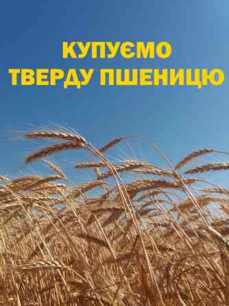 Купуємо ТВЕРДУ пшеницю Балта