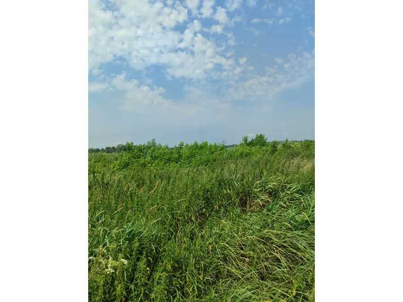 продажа земля сельскохозяйственного назначения Бородянский, Озера, 16265154 грн.  - зображення 6