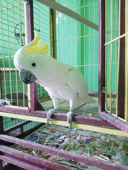 Какаду Гоффина Київ - зображення 3