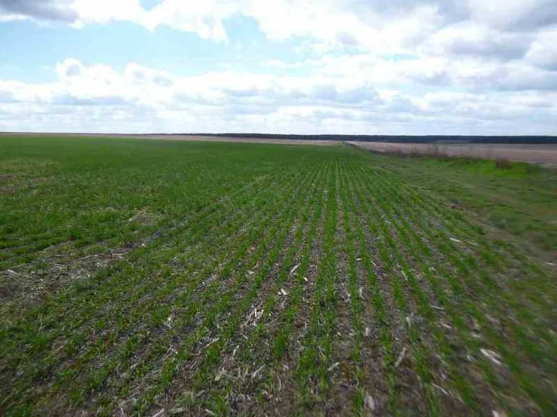 продажа земля сельскохозяйственного назначения Бориспольский, Вороньков, 304000 грн.  - изображение 5