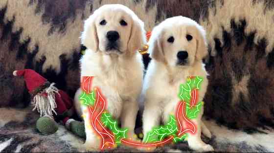 Цуценята золотистого ретрівера Ot Bahur Київ