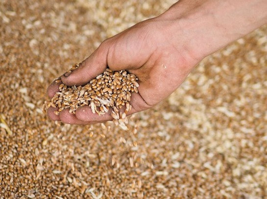 Закуповую зерновідходи зернових, олійних, бобових Кропивницький - зображення 1