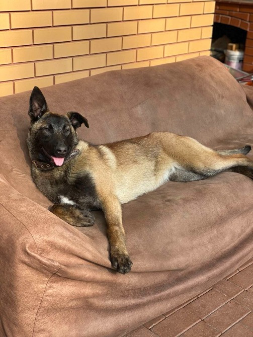 Цуценята бельгійської вівчарки (малінуа) Киев - изображение 5