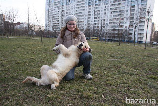Зоогостиница/гостиница/передержка/выгул для собак (животных) от 80 грн Київ - зображення 6