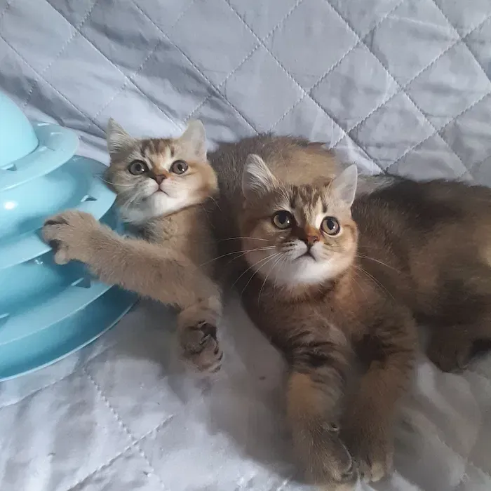 Вінниця.Продаються чарівні кошенята скоттиш-страйт від породистих батьків Вінниця - зображення 2