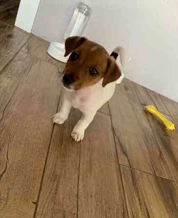 Джек Рассел тер'єр щеня Винница