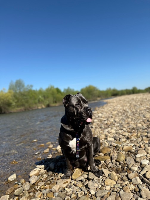 Цуценята . Кане Корсо Івано-Франківськ - зображення 6