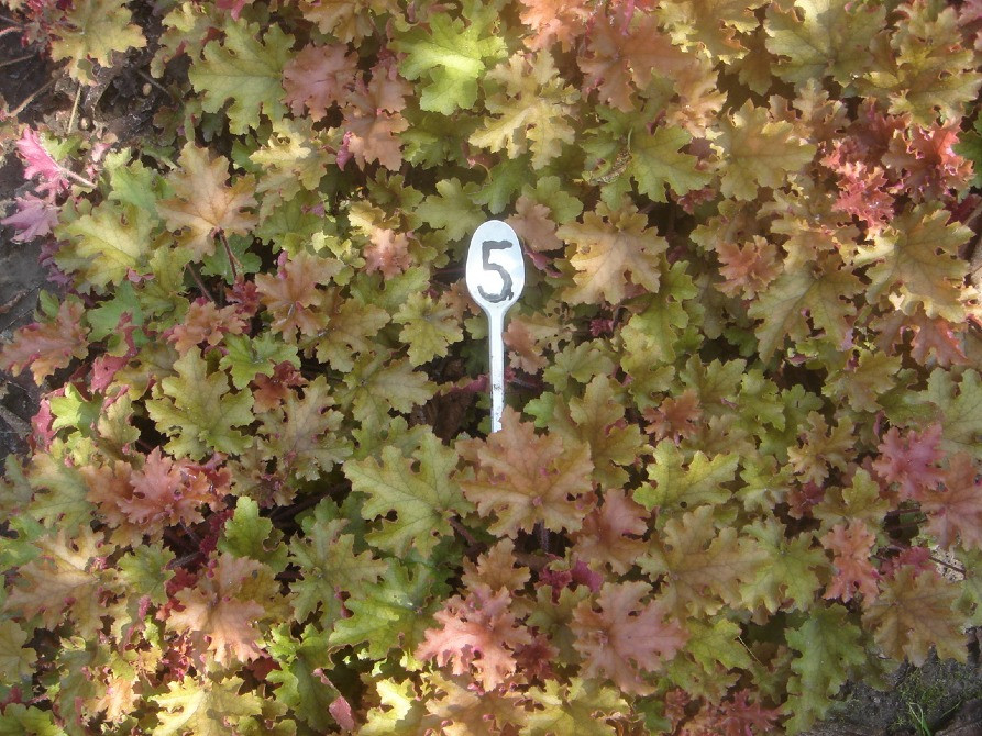 продам гейхеру Киев - изображение 3