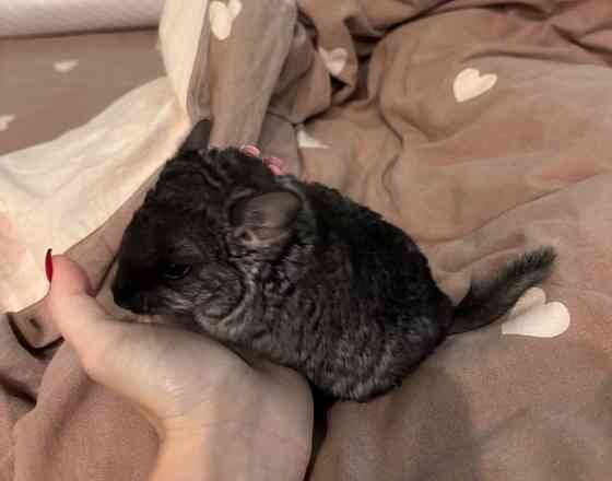 Продам домашних питомцев Одеса