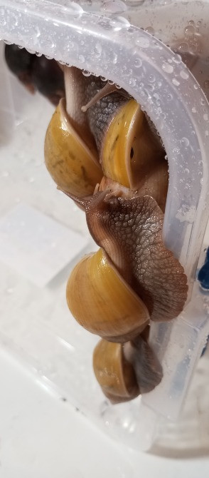 Равлик і Павлик Ахатини Фуліки шукають друзів Киев - изображение 6