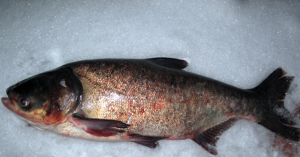 Куплю товстолоб 5+ Куплю товстолоб 10+ Куплю щуку Куплю судак Куплю плотву Самовивіз Черкаси - зображення 1