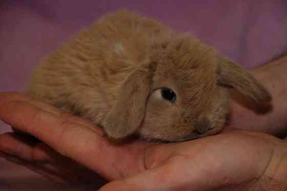 Карликовые декоративные кролики Київ