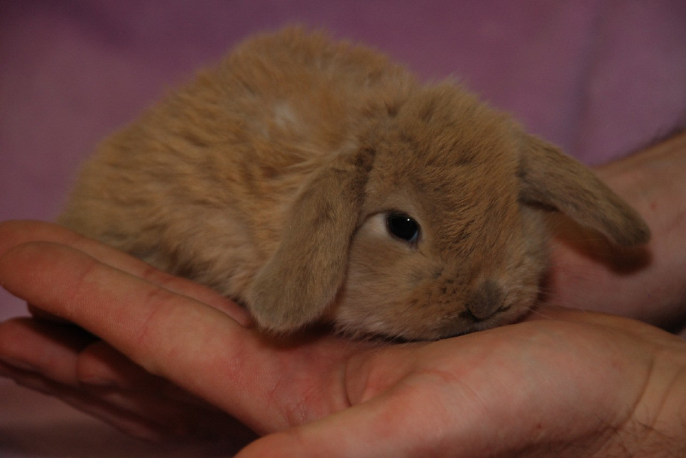 Карликовые декоративные кролики Київ - зображення 5