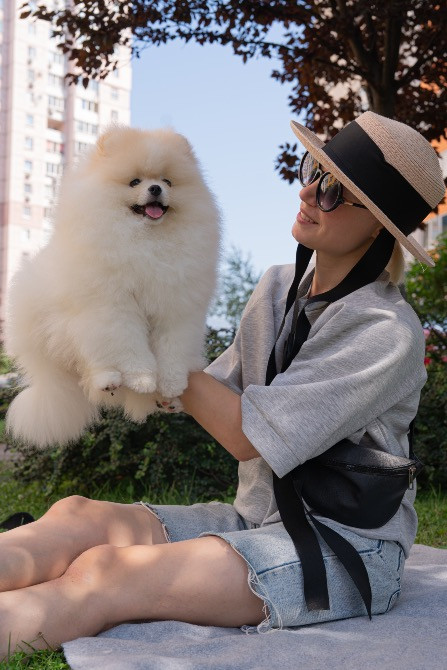 Померанський шпіц хлопчик 4 місяці Київ - зображення 10